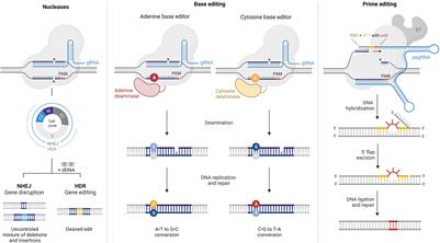 Gene therapy for inherited retinal diseases: exploiting new tools in genome editing and nanotechnology